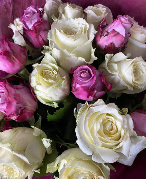 istock Close up of pink and white roses 1295976342