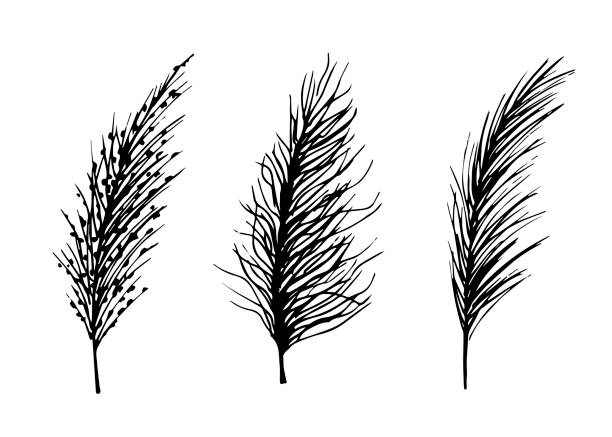 Hand-drawn vector black and white ink sketch. Set of wild steppe pampas grass, cortaderia plant. Panicle twigs for boho decor, decoration. Hand-drawn vector black and white ink sketch. Set of wild steppe pampas grass, cortaderia plant. Panicle twigs for boho decor, decoration. panicle stock illustrations