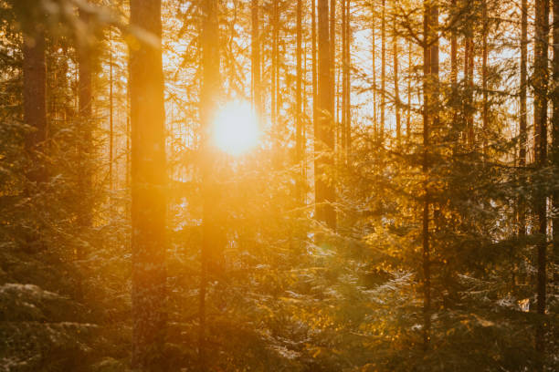 Forest sunlight sun flare snowy winter nature backgroundSunshine in the woods