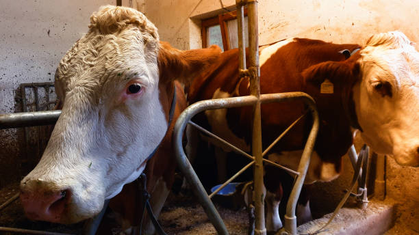 Dos vacas en el granero - foto de stock