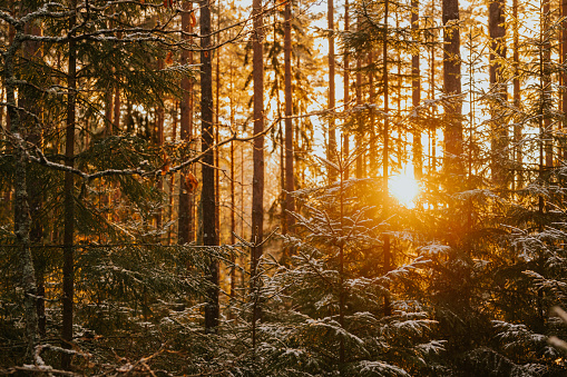Forest sunlight sun flare snowy winter nature background\nSunshine in the woods
