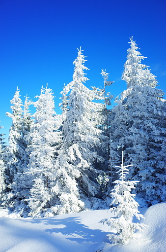 Picturesque view of the winter coniferous forest
