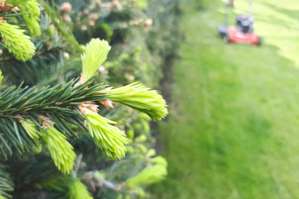 istock close up of pine needles 1295977740