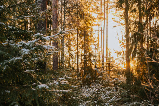 istock Forest sunlight sun flare snowy winter nature background 1295978044