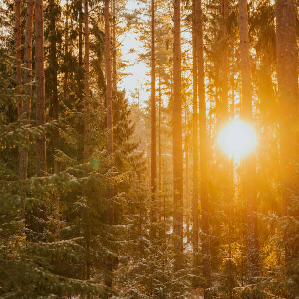 istock Forest sunlight sun flare snowy winter nature background 1295978164