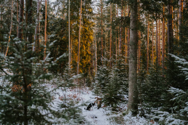 Dog outdoors in forest nature scenics snow\nBorder collie mix outdoors playing in the woods