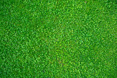 green mown lawn in the garden, bluegrass with clover