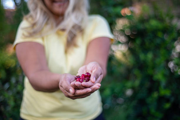 Woman, picking, acerola, fruit, tropical