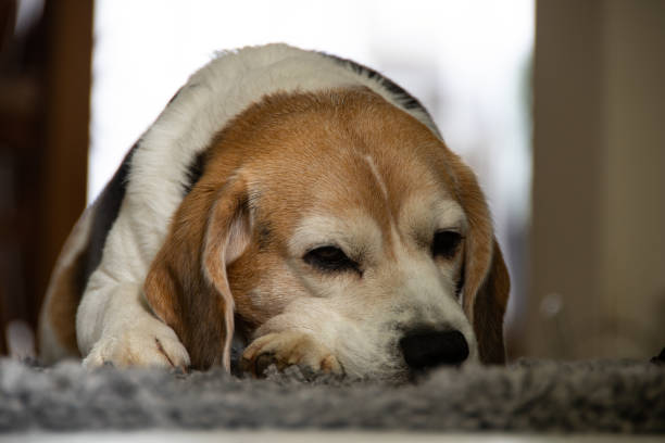 istock A tired tricolor beagle lies on a carpet 1295980124