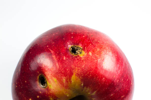 istock Red wormy spoiled apple on white background. Close up. 1295981535