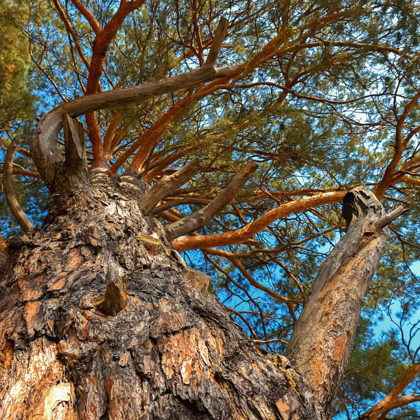 istock Large coniferous tree. Close-up and branches of a tree trunk on top, view from below. Pine tree against the blue sky. 1295981941