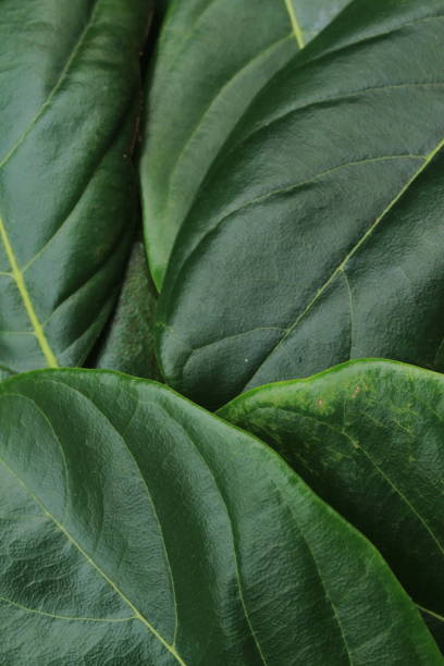 istock A collection of green jackfruit leaves 1295981996