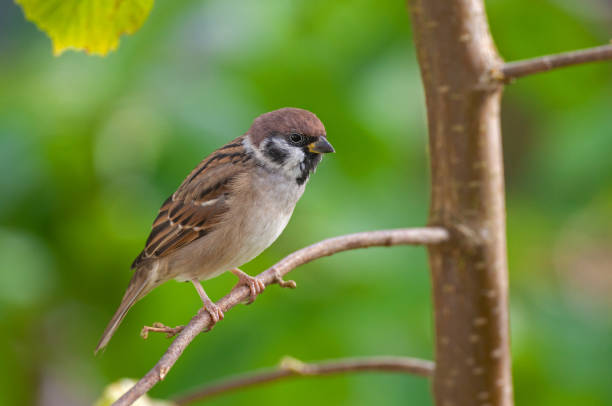 евразийский воробей - tree sparrow стоковые фото и изображения