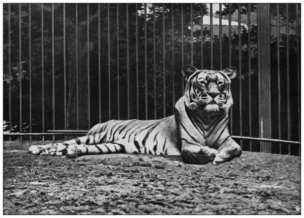 istock Antique black and white photograph of animals: Tiger 1295984112
