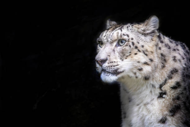 istock Alert adult snow leopard on black background with space for text. 1295984493
