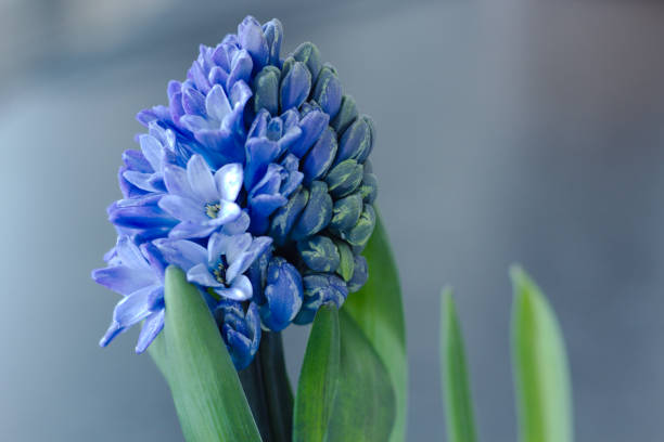 Hyacinthus orientalis. Spring flowers. With copy space background.