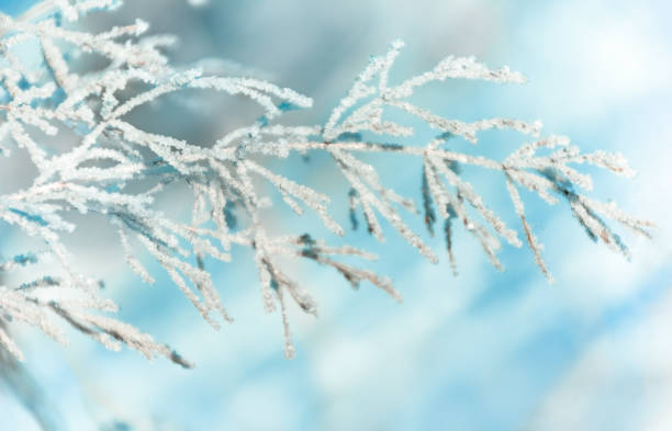 istock Snow covered grass on a blurred blue background in winter. A sprig covered with white frost on the field. Christmas and winter concept. copy space. 1295985721
