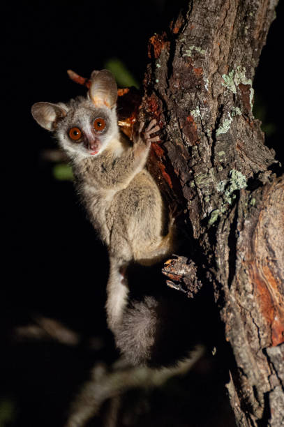 kleine bushbaby-fütterung - kruger national park monkey baboon africa stock-fotos und bilder