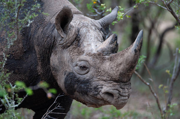 istock Black Rhino in the Wild 1295985956