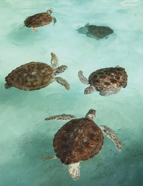 istock Conservation of marine turtles 1295986626
