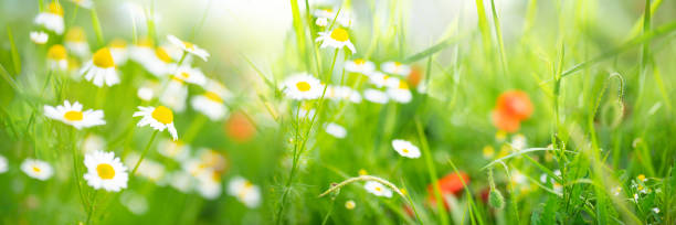 Green spring meadow with flowers Fresh green spring meadow with white daisy flowers on sunny day. Horizontal blurred background with short depht of field. wildflower photos stock pictures, royalty-free photos & images