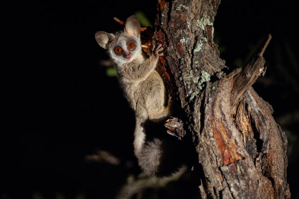 Lesser Bushbaby feeding A Lesser Bushbaby seen feeding on tree sap, on a nighttime safari in South Africa baboon photos stock pictures, royalty-free photos & images