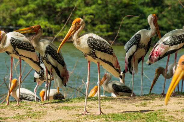 istock Painted Stork(Mycteria leucocephala) birds in a wild ,Wildlife birds concepts 1295988047