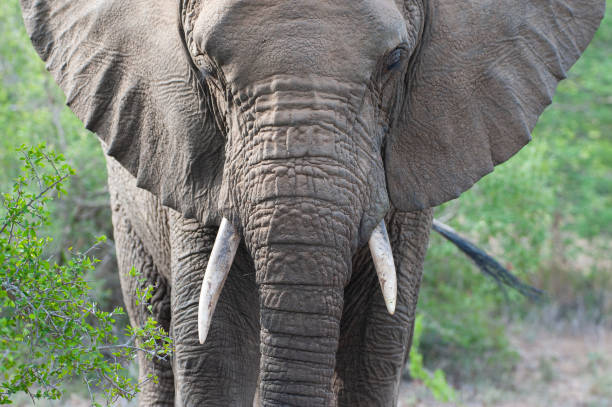 istock African Elephant in the Wild 1295988248