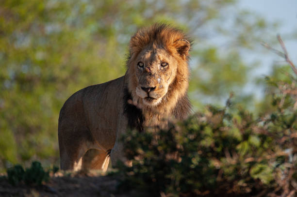 istock Male Lion in Africa 1295988371