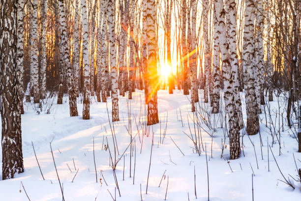 istock Winter colorful landscape. Birch forest at sunset 1295988604