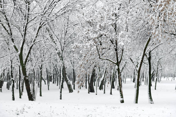 istock Beautiful snowy winter landscape 1295988630