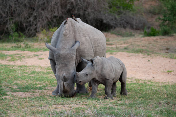 istock White Rhino Cow and Calf 1295988660