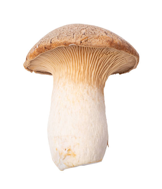 istock Edible mushroom isolated on a white background 1295988831