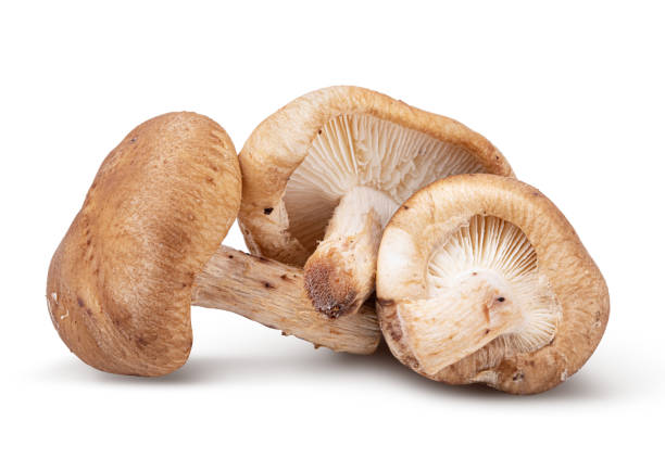 istock Edible mushroom isolated on a white background 1295988834