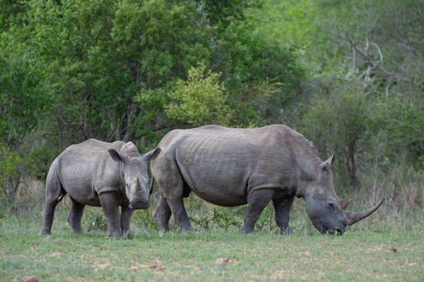 istock White Rhino Cow and Calf 1295988852