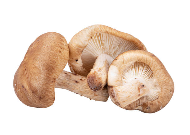 istock Edible mushroom isolated on a white background 1295988860