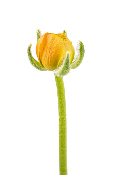 istock Buttercup flower isolated on white background 1295988917