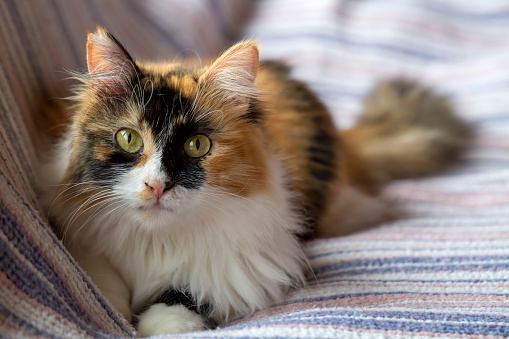 Beautiful long haired calico cat