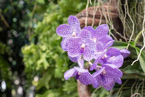 Close-up of Vanda Orchid, a purple orchid in the garden