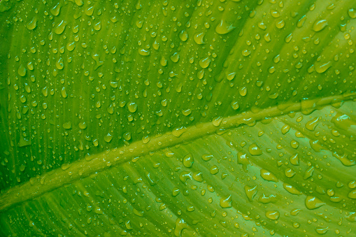 Rain drop on green leaf texture nature background.