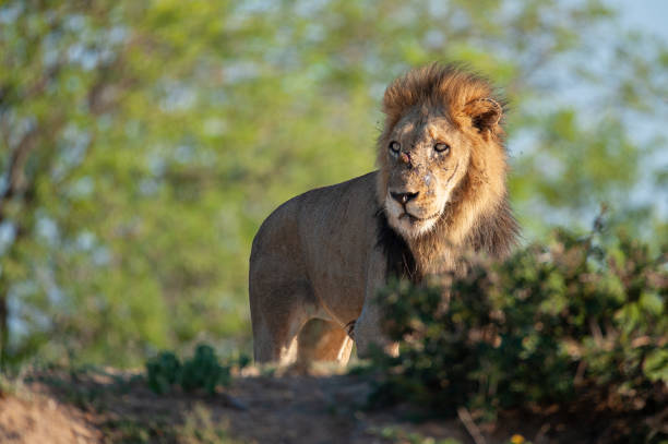 istock Male Lion in Africa 1295990087