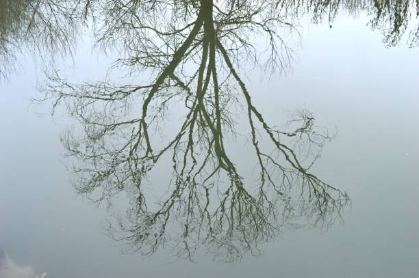 istock reflection of trees and branches in the river in winter 1295990161