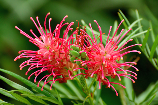 Grevillea banksii, also known as Red silky oak, is evergreen shrub / tree, which is native to Gueensland, Australia and belongs tp the Proteaceae family. The clusters of dark red flowers appear sporadically all year with bloom heaviest from late spring to early summer.