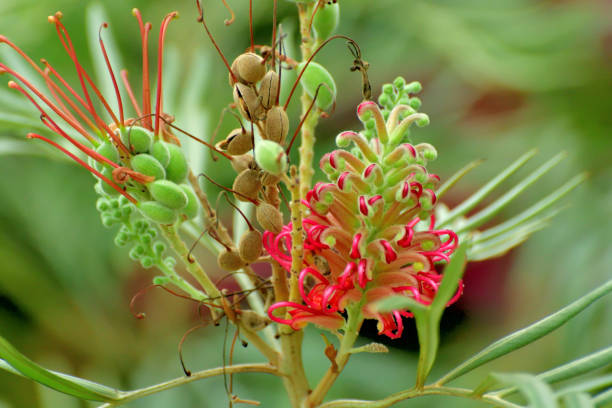 istock Grevillea banksii / Red silky oak Flower 1295990199