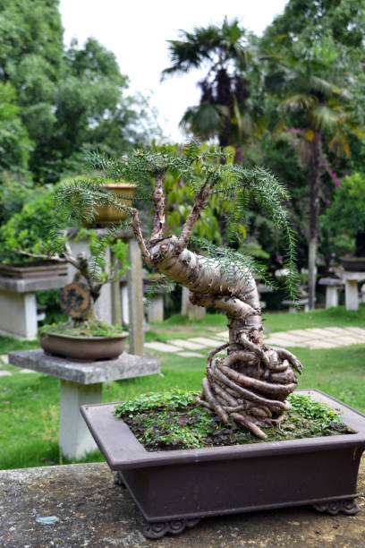 istock China, garden, bonsai, tree, nature, green 1295990410