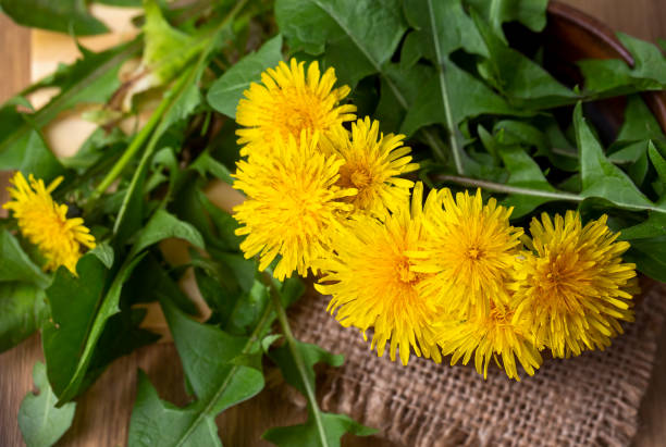 istock Whole dandelion plants with roots in a wicker basket 1295990804