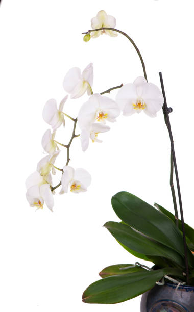 istock A tender white orchid. All isolated on white background 1295990905