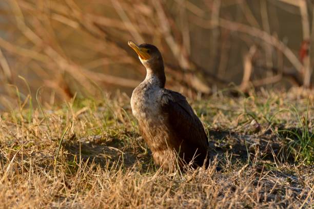 istock Immature Double-crested Cormorant Sunning - II 1295991624