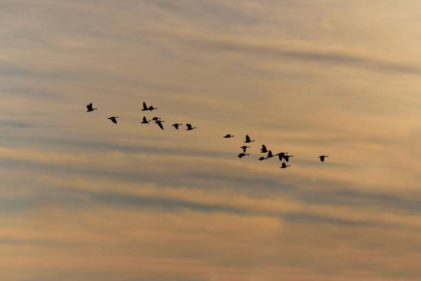 istock Migrating Canada Geese at Sunrise 1295991770