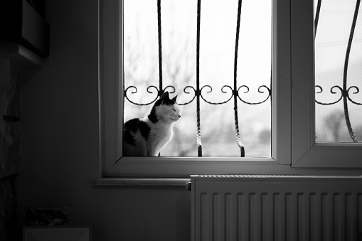 Black and white domestic cat sitting on the window sill and looking inside.